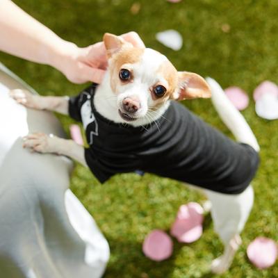 Show full view: Frisco Tuxedo Dog & Cat T-Shirt, X-Small slide 7 of 11