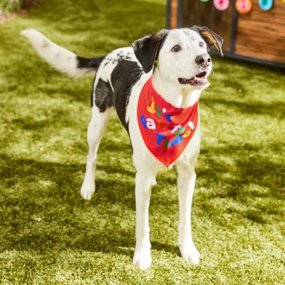 Show full view: Frisco It's Paw-ty Time Birthday Dog & Cat Bandana, X-Large/XX-Large slide 6 of 9
