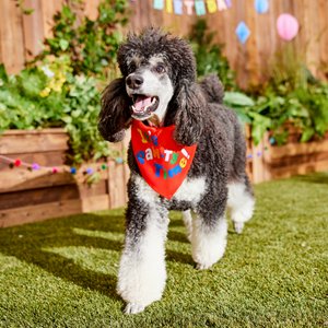 Frisco It's Paw-ty Time Birthday Dog & Cat Bandana, Medium/Large