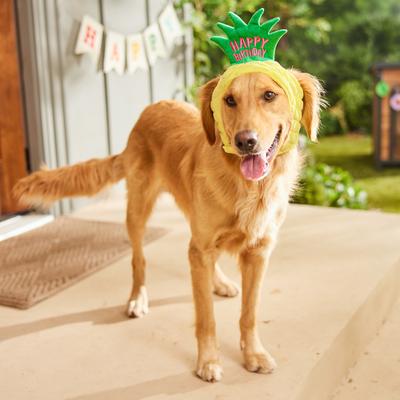 Show full view: Frisco Happy Birthday Pineapple Dog & Cat Hat, X-Large/XX-Large slide 6 of 9