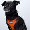 Show in main carousel: Best Pet Supplies Voyager Step-in Air Dog & Cat Harness, Orange with Black Trim, Small slide 9 of 10