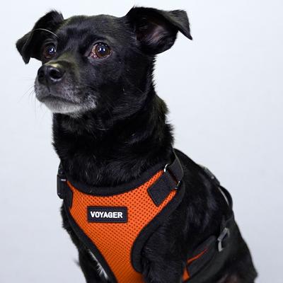 Show full view: Best Pet Supplies Voyager Step-in Air Dog & Cat Harness, Orange with Black Trim, Small slide 9 of 10