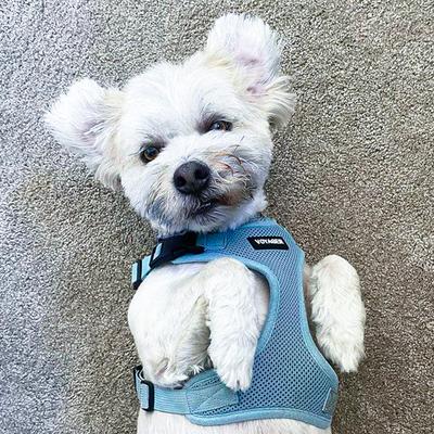 Show full view: Best Pet Supplies Voyager Step-in Air Dog & Cat Harness, Baby Blue, Medium slide 8 of 9