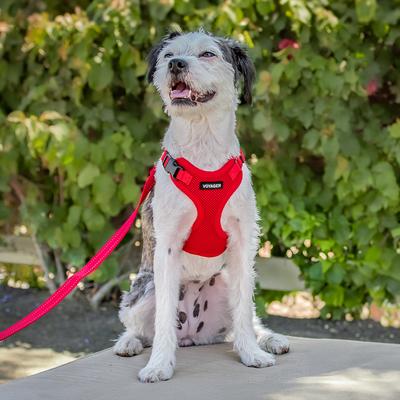 Show full view: Best Pet Supplies Voyager Step-in Air Dog & Cat Harness, Red, Large slide 8 of 9