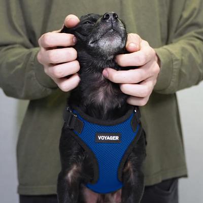 Show full view: Best Pet Supplies Voyager Step-in Air Dog & Cat Harness, Royal Blue with Black Trim, Small slide 8 of 9