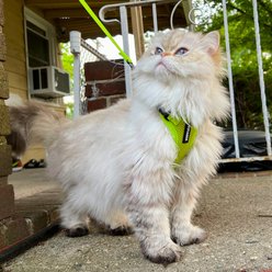Best Pet Supplies Voyager Step-in Air Dog & Cat Harness, Lime Green, XXX-Small slide 2 of 7