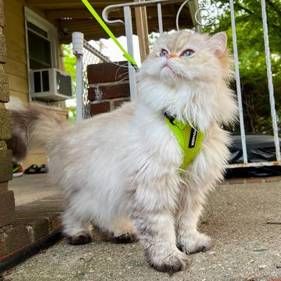 Show full view: Best Pet Supplies Voyager Step-in Air Dog & Cat Harness, Lime Green, XXX-Small slide 7 of 8