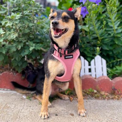 Show full view: Best Pet Supplies Voyager Step-in Air Dog & Cat Harness, Pink, Medium slide 8 of 9