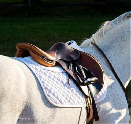 Show full view: ThinLine Trifecta Cotton Horse Half Saddle Pad, White, Small slide 3 of 3