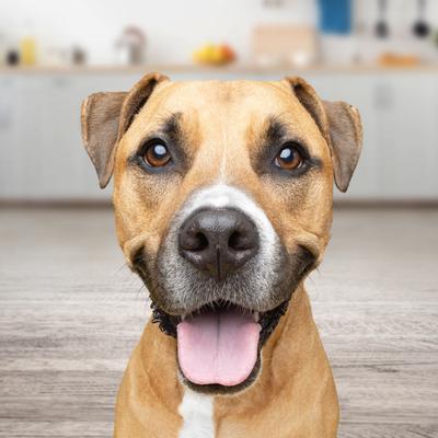 Show full view: Gravy Train Beefy Classic Dry Dog Food, 70-lb bundle slide 7 of 11