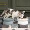 Show in main carousel: Kitty City Slow-Feed Elevated Cat Bowls, White & Grey, 6.5-oz, 2 count slide 2 of 12