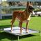 Show in main carousel: K9 Ballistics Chew Proof Armored Vinyl Elevated Dog Bed, Gray Vinyl, Small slide 6 of 8