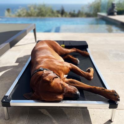 Show full view: K9 Ballistics Chew Proof Armored Mesh Elevated Dog Bed, Black Mesh, Large slide 6 of 8