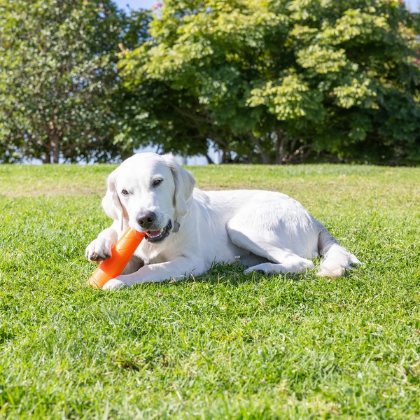 Chuckit! Super Crunch Stick Dog Toy, Orange