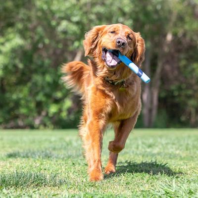 Show full view: Chuckit! Sniff Fetch Stick Dog Toy, Green, Bacon Scent slide 7 of 7