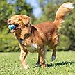 Show in main carousel: Chuckit! ECOFETCH Ball Dog Toys, Medium, 3 count slide 5 of 6
