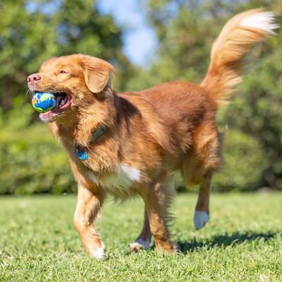 Show full view: Chuckit! ECOFETCH Ball Dog Toys, Medium, 3 count slide 5 of 6