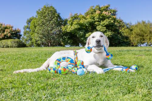 Show full view: Chuckit! ECOFETCH Ball Dog Toys, Medium, 3 count slide 3 of 6