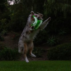 Chuckit! Max Glow Flying Squirrel Dog Toy, Green, Medium slide 2 of 7