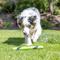 Show in main carousel: Chuckit! Sniff Fetch Stick Dog Toy, Green, Peanut Butter Scent slide 6 of 7
