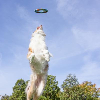 Show full view: Chuckit! ECOFETCH Flyer Dog Toy, Medium slide 7 of 8