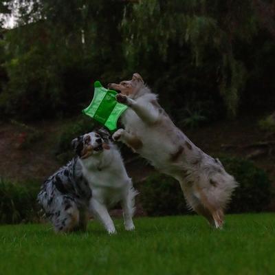 Show full view: Chuckit! Max Glow Flying Squirrel Dog Toy, Green, Medium slide 7 of 7