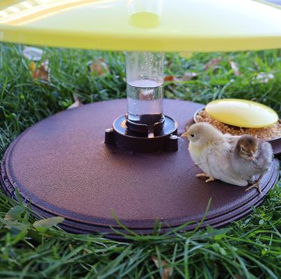 Show full view: Cozy Products Cozy Brooder Habitat Plus Chick Brooder, Small slide 3 of 5