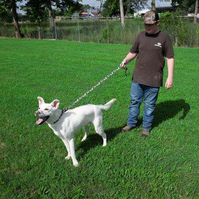 Show full view: Country Brook Petz Woodland Bone Camo Martingale Dog Collar, Green, 2X-Small slide 3 of 7