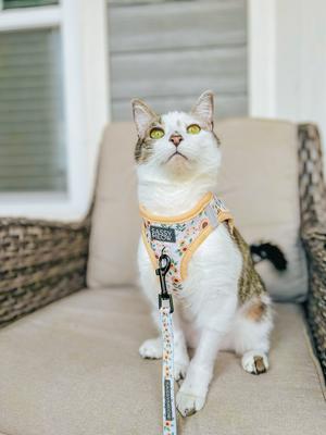 Show full view: Sassy Woof Sunflower Dreams Cat Leash, Beige, 6-ft long, 0.6-in wide slide 6 of 6