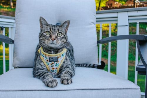 Show full view: Sassy Woof Sunflower Dreams Step-in Cat Harness, Yellow, Large: 18 to 20.5-in chest slide 4 of 7