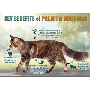 Chicken Soup for the Soul Indoor with Hairball Care Chicken & Brown Rice Recipe Adult Dry Cat Food, 12-lb bag