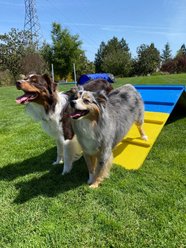 Better Sporting Dogs Dog Agility A-frame slide 2 of 7