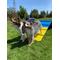 Show in main carousel: Better Sporting Dogs Dog Agility A-frame slide 7 of 8