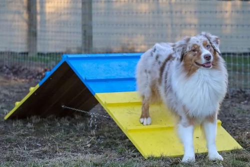 Show full view: Better Sporting Dogs Dog Agility A-frame slide 6 of 8