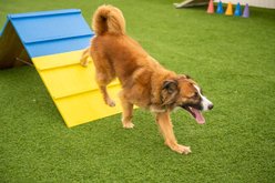 Better Sporting Dogs Dog Agility A-frame