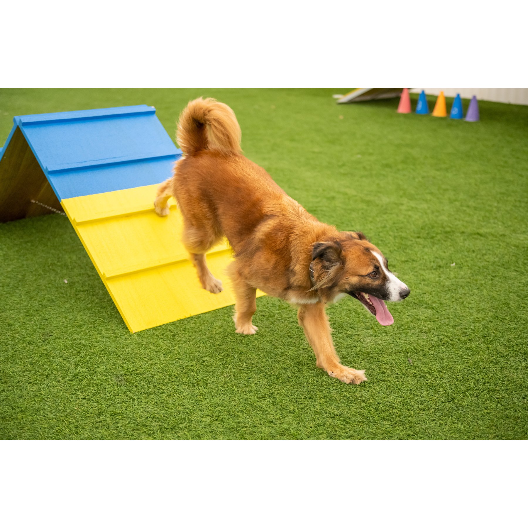 Better Sporting Dogs Dog Agility A-frame