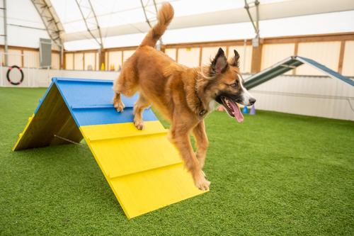 Show full view: Better Sporting Dogs Dog Agility A-frame slide 2 of 8