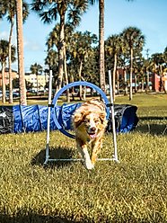 Better Sporting Dogs 4 Pack Dog Agility Jump Set slide 2 of 8