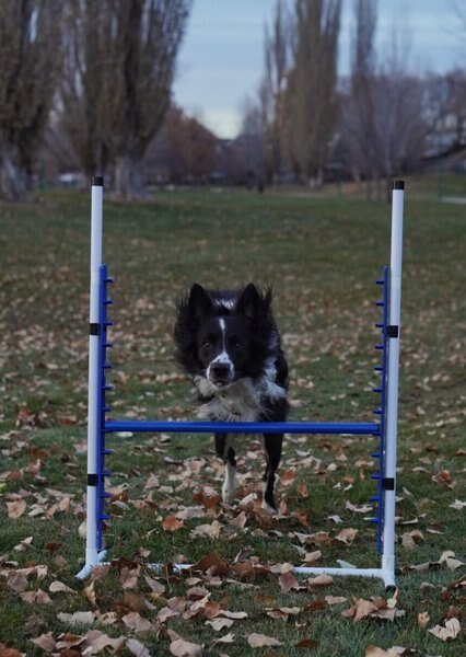 Better Sporting Dogs 4 Piece Displacement Dog Agility Jump Bar Set
