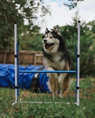 Show full view: Better Sporting Dogs 5 Piece Safety-Focused Dog Agility Set slide 9 of 10