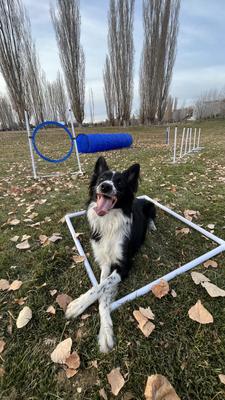 Show full view: Better Sporting Dogs 5 Piece Safety-Focused Dog Agility Set slide 8 of 10