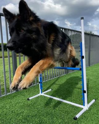 Show full view: Better Sporting Dogs 7 Piece Safety-Focused Dog Agility Set slide 8 of 10