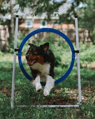 Show full view: Better Sporting Dogs 7 Piece Safety-Focused Dog Agility Set slide 7 of 10