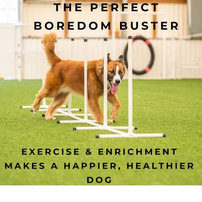 Show full view: Better Sporting Dogs 7 Piece Safety-Focused Dog Agility Set slide 5 of 10