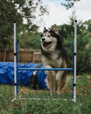 Show full view: Better Sporting Dogs 7 Piece Safety-Focused Dog Agility Set slide 6 of 10