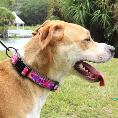 Show full view: Pawtitas Personalized Reflective Dog Collar, Camouflage Grey, Large: 15 to 25-in neck, 1-in wide slide 5 of 11