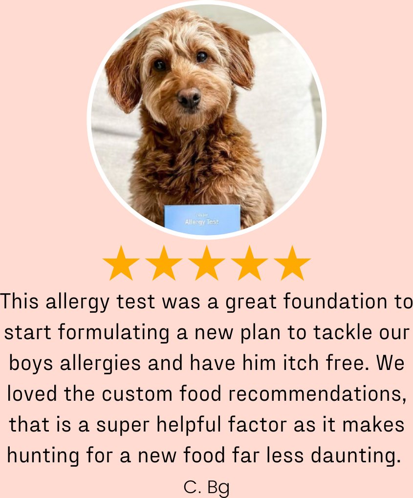 Picture of DNA MY DOG Allergy Test - Chewy.com