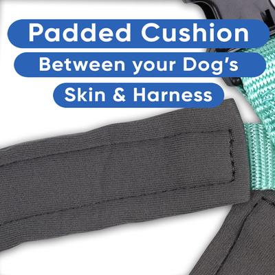 Show full view: Pawtitas Personalized Reflective Dog Harness, Teal, Small: 16 to 20-in chest slide 7 of 10