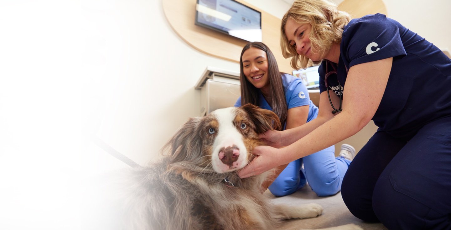 Two veterinary professionals playing with a dog