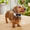 Show in main carousel: Frisco Wedding Removable Bow Tie Dog Collar, S: 10 to 14-in neck, 5/8-in wide slide 7 of 11